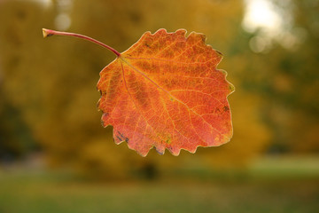 Obraz premium Herbstliches Blatt
