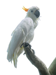 Witte papegaai op een tak