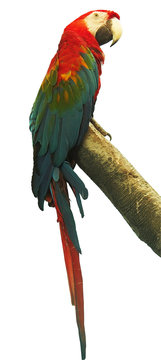Red parrot on a branch