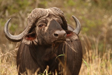 Cape Buffalo (Syncerus caffer)