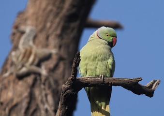 Rose Ringed Parakeet