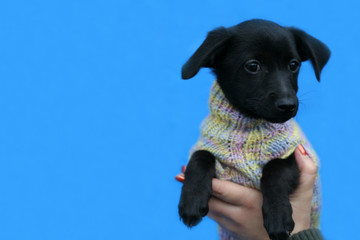 small black dog in jacket on blue background