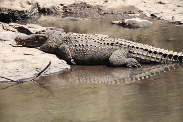 Crocodile 