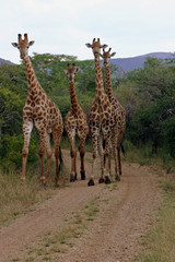 Naklejka na ściany i meble Giraffe Family (Giraffa cameloparadalis)