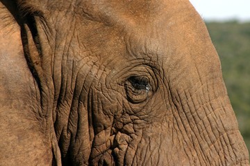 Elephant (loxodonta africana) Close-up