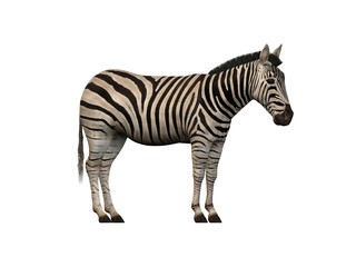 Fototapeta na wymiar Zebra 