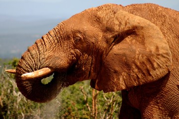 Fototapeta na wymiar African Elephant Bull (loxodonta africana) Drinking