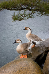 Pair of exotic ducks