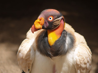 vautour