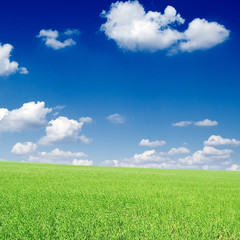 Green field on a background of the blue sky.