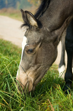 close-up foal head picture on the green grass background