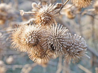 Fototapeta premium thistle in hoarforst