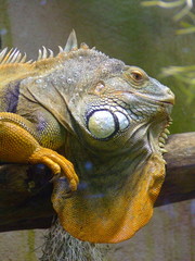 l'iguane