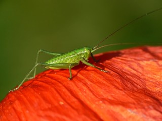 grasshopper on poppy