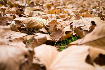 Feuilles mortes en automne