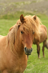 Obraz na płótnie Canvas Islandia koń