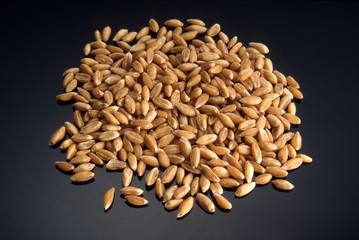 semi di grano