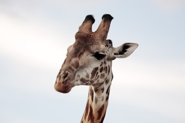 Masai or Kilimanjaro Giraffe