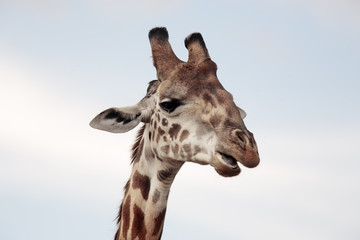 Masai or Kilimanjaro Giraffe 