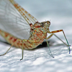 Eintagsfliege_01
