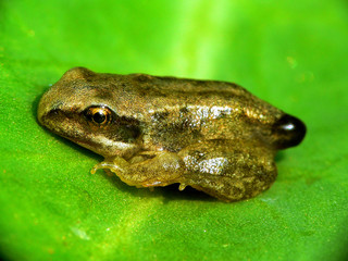Obraz premium Grasfrosch_09