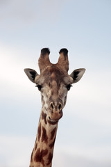 Masai or Kilimanjaro Giraffe 