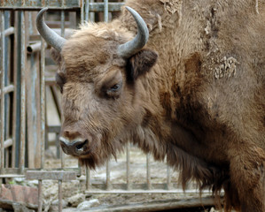 Mammal. Yak. The Rostov zoo. Russia.
