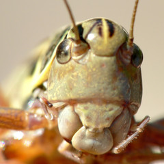 Gewoehnliche Strauchschrecke_05