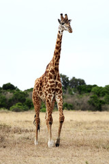 Masai or Kilimanjaro Giraffe 