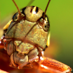 Gewoehnliche Strauchschrecke_03