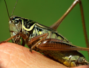 Gewoehnliche Strauchschrecke_01