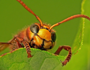 Hornisse( Vespa crabro )_04