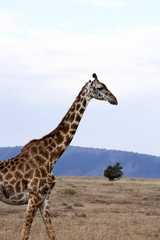 Masai or Kilimanjaro Giraffe 
