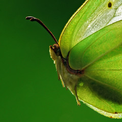 weiblicher Zitronenfalter ( Gonepteryx rhamni )_02