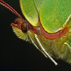 weiblicher Zitronenfalter ( Gonepteryx rhamni )_01
