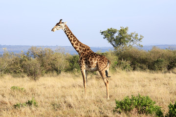 Masai or Kilimanjaro Giraffe 