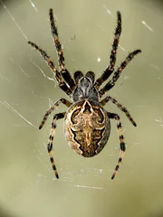 Kreuzspinne_03 © ChriSes