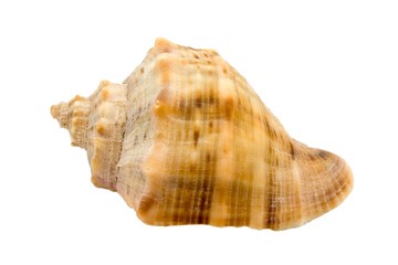 Murex snail shell isolated on white background