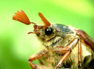 Maik&auml;fer schaut ins Land