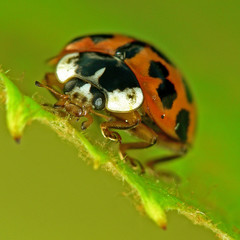 Asiatischer Marienkäfer ( Harmonia axyridis )