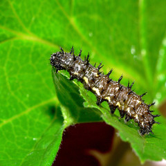 Raupe des Landkärtchen_Araschnia_levana