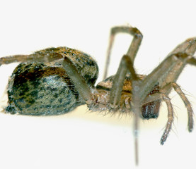 Spinne_01