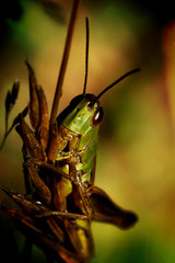 Green grasshopper on the blade of grass.