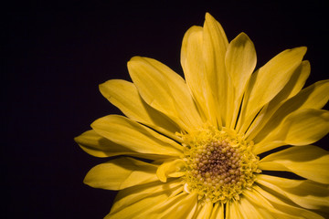 yellow daisy in bloom on black