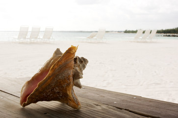conch shell on table with sandy beach faded background