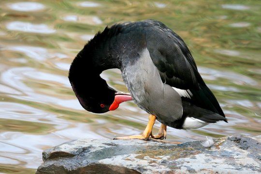 Rosy-billed pochard - Netta peposaca