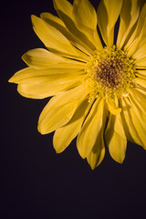 blooming daisy on black