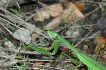 A bright green praying mantis hunting in some short grass.