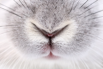rabbit mouth and nose