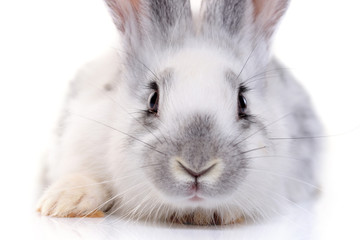 Obraz premium rabbit